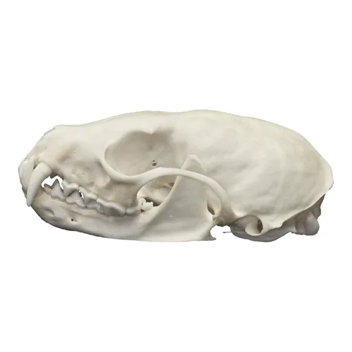 Vista 4 de Calavera de Marten Americana Real Una Calidad