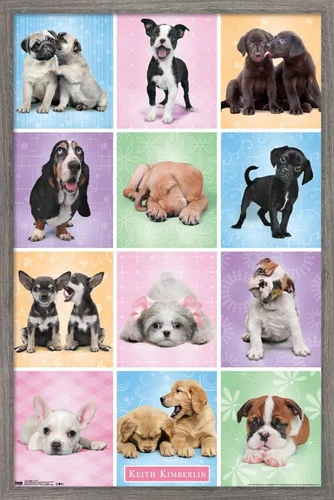 Vista 10 de Trends International Póster de pared Puppies Cuties, 22.375 x 34 Versión con marco negro