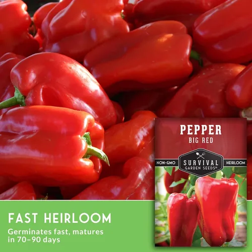 Vista 5 de Semillas de pimiento rojo grande para plantar Pimientos rojos tradicionales de pared gruesa – Polinizado abierto sin OMG – Semillas de jardín