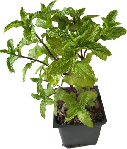 Vista 2 de Planta viva de menta Mojito (mentha x villosa)