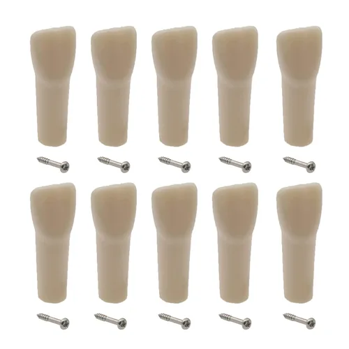 Vista 8 de Modelo de estudio de dientes de práctica de Typodont dental, modelo de estudio, dientes de repuesto individual, enseñanza de estudiantes