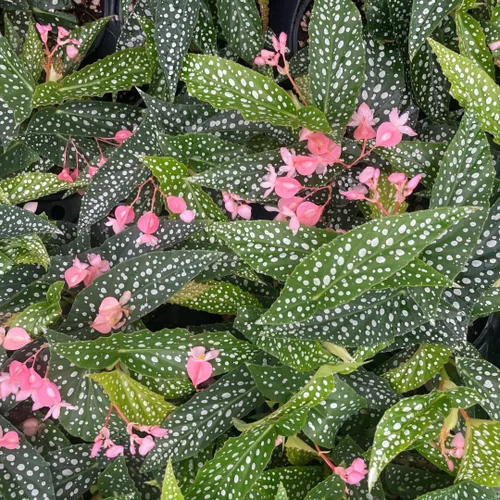 Vista 3 de Begonia - Planta viva para exteriores, puede crecer como begonia llorona, planta de floración de rápido crecimiento y fácil cuidado