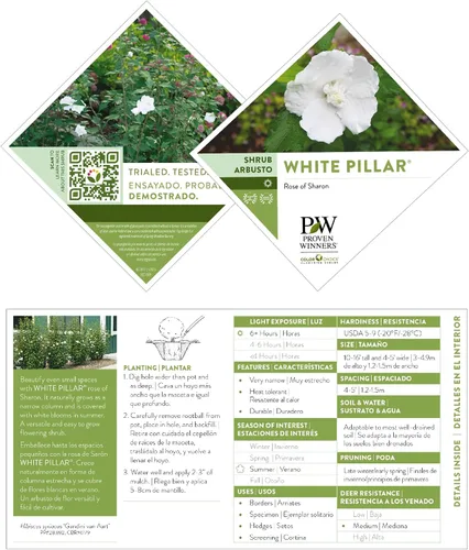 Vista 8 de s 2 Gal. Pilar Blanco Rosa de Sharon (Hibisco) Arbusto