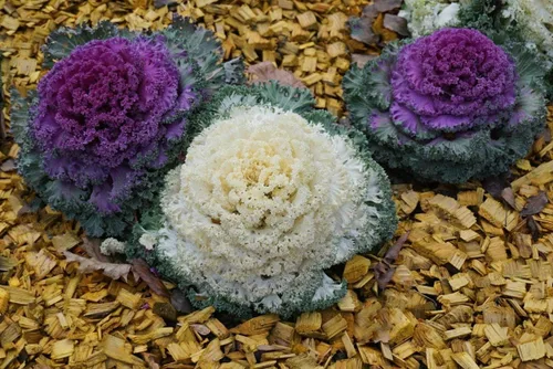 Vista 3 de Semillas Floración Kale Mezcla con Flecos - Vegetales de reliquia - Libre de OGM
