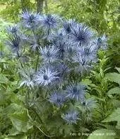 Vista 4 de 25 semillas de flores Blue Star SEA Holly Eryngium