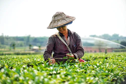 Vista 5 de Mezcla de té 100% natural de hojas sueltas, hace té helado y té de burbujas - por Yim Tea Co.