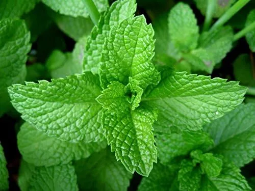 Vista 4 de Hierba de jardín de menta de Seed Kingdom BULK 1 oz Semillas