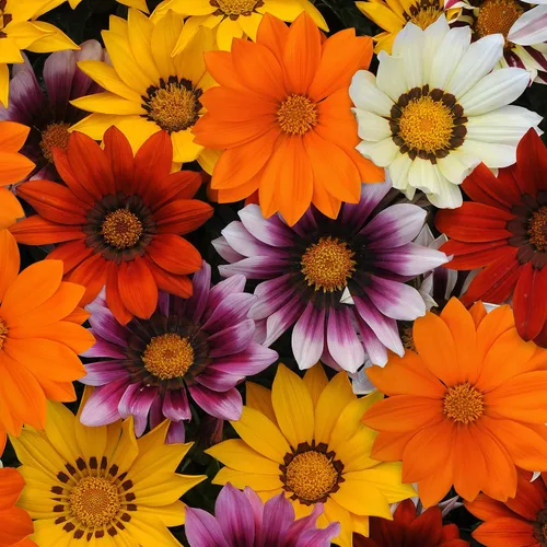 Vista 7 de Outsidepride 25 semillas perennes Gazania New Day Mix tolerantes al calor y la sequía semillas de cobertura del suelo para plantar