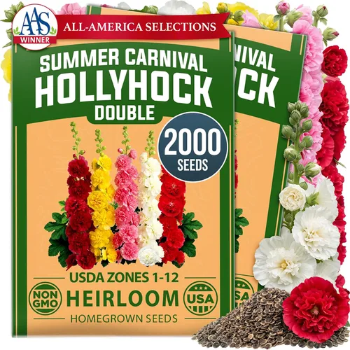 Vista 70 de HOME GROWN Semillas de Hollyhock de doble mezcla de Chater, 200 semillas