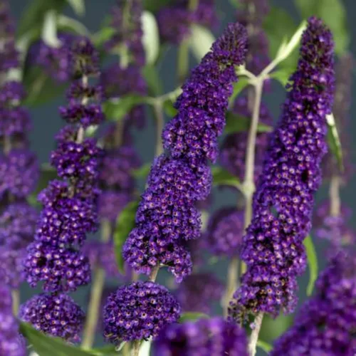 Vista 5 de Planta viva de arbusto de mariposa negro-morado, 5-10 pulgadas de alto