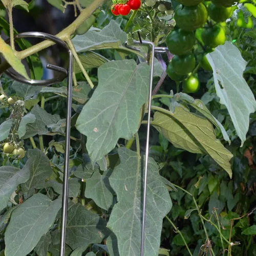 Vista 6 de Estacas para plantas de 30 pulgadas o 16 pulgadas para flores, paquete de 5 (bricolaje), anillos de soporte de jaula de plantas de acero inoxidable