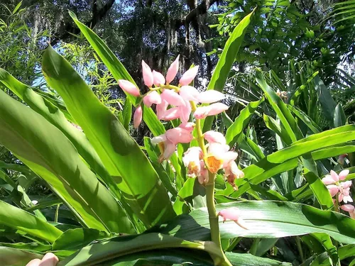 Vista 2 de 5 semillas de hierba KAT Jengibre Rosa y Amarillo Alpinia Katsumadai Hayata Flower