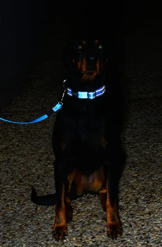 Vista 4 de Correa reflectante para perros extragrandes, 1" de ancho, 6' de largo, negro
