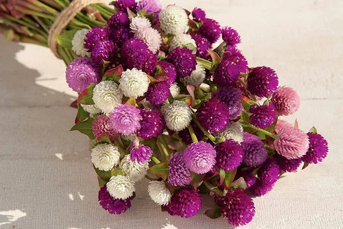 Vista 5 de Globo Amaranto Gomphrena Globosa Mix Gomphrena Bola de Pompón Esférica Botón de Soltero 35+ Semillas