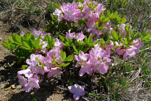 Vista 9 de 50 semillas de flores arbustivas rosadas de arbustos de arbustos de azalea real de Schlippenbachii