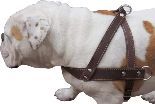 Vista 2 de Perro Arnés Pulling Walking de piel color café grande. 31"-35" Pecho, 1.5" tirantes anchos
