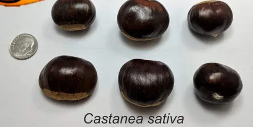 Vista 3 de 6 semillas de castaño para plantar