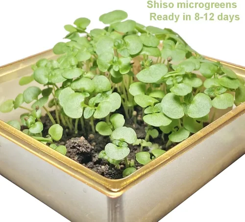 Vista 6 de HipGirl Auténtico paquete de semillas gourmet asiáticas: Green Perilla Shiso (200 unidades) y melón amargo de piel suave (10-12 unidades) Semillas