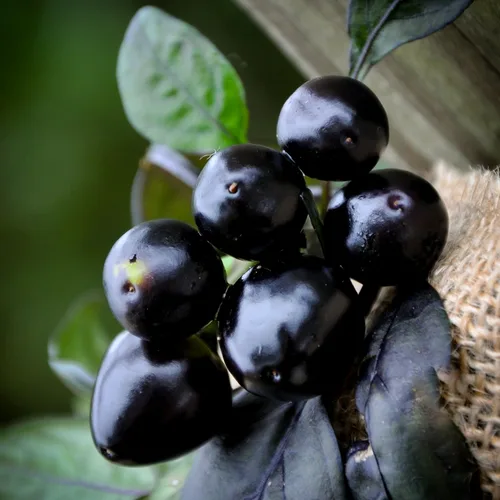 Vista 2 de Paquete de semillas prémium de pimiento picante Black Pearl para plantar + más