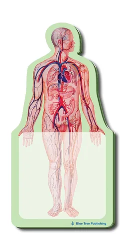 Vista 2 de Notas Adhesivas de Anatomía