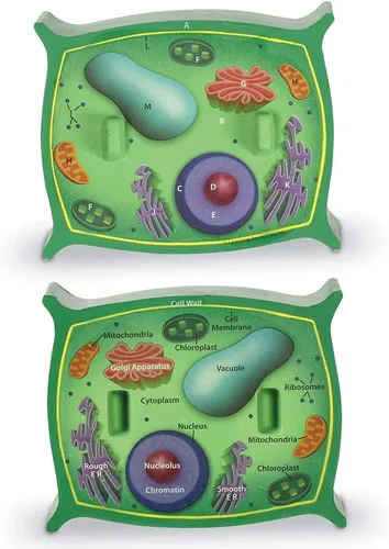 Vista 3 de Learning Resources Modelo de células vegetales de sección transversal, anatomía de plantas, accesorios para aula de ciencias, 2 piezas de espuma