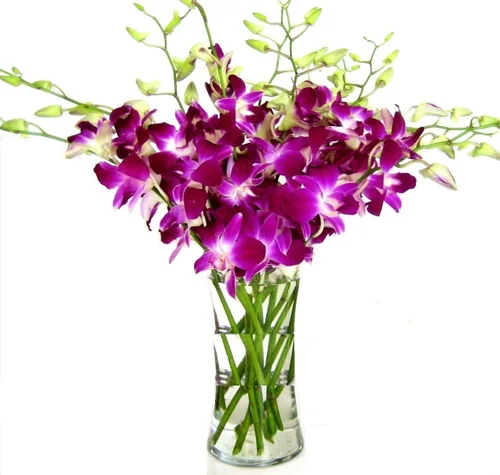 Vista 9 de eflowerwholesale - Orquídeas Moradas de Corte Premium (Apoya Pequeños Negocios) (Azul, 10 Tallos con Florero)