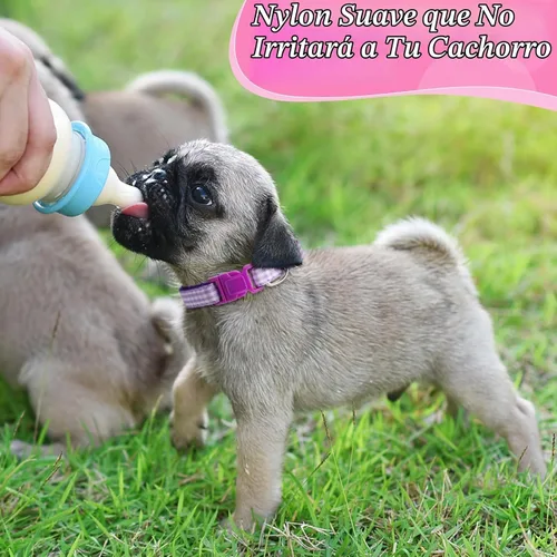 Vista 5 de Auidy_6TXD - 14 collares ajustables para cachorros de arena