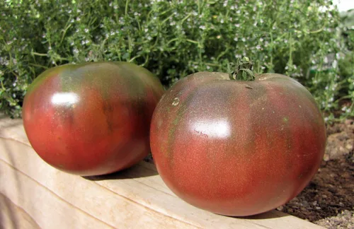 Vista 5 de Semillas de tomate elefante negro - Vegetal de reliquia - Sin OMG