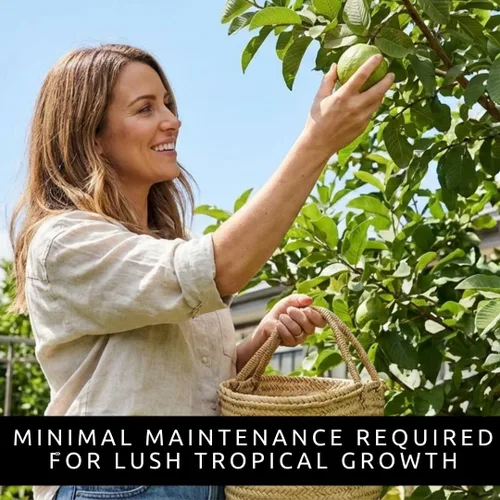 Vista 4 de Semillas de árbol bonsái de fruta de guayaba – 50 semillas para cultivar – Fruta tropical exótica y deliciosa. Ideal para árbol bonsái vivo