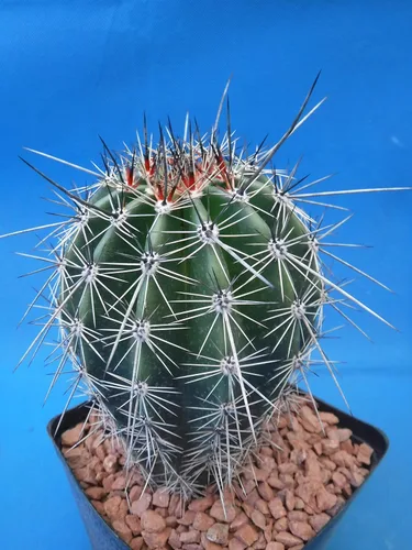 Vista 2 de Cactus Saguaro de 5 a 10 pulgadas de alto de 8 a 10 años (raíz desnuda)