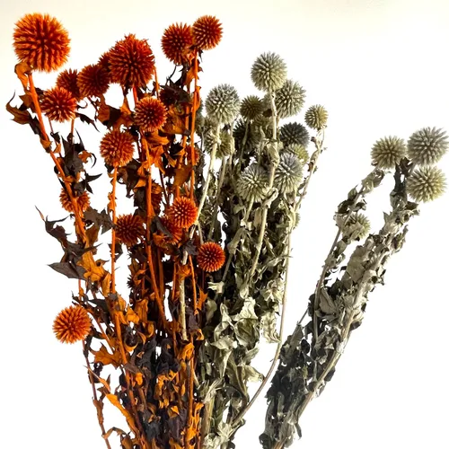 Vista 3 de Blue Planet - Flores secas de equinops para decoración, arreglos florales secos, cardo de globo seco (naranja)