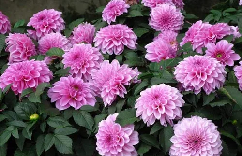 Vista 3 de Semillas de flores de dalia de colores de mezcla hermosas raras 100PCS