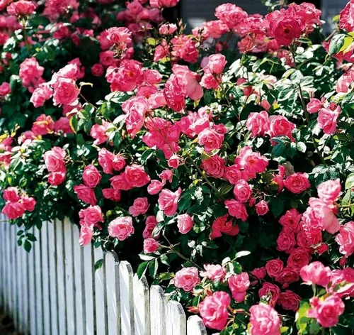 Vista 7 de Más de 100 semillas de rosa rosa trepadoras para plantar al aire libre, planta con flores perennes para enrejados, cenadores, bordes de jardín