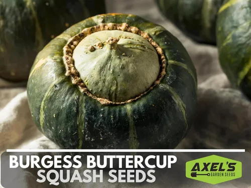 Vista 3 de Semillas de calabaza de invierno para plantar – Planta y cultiva calabaza Burgess Buttercup – Instrucciones para plantar un jardín de verduras