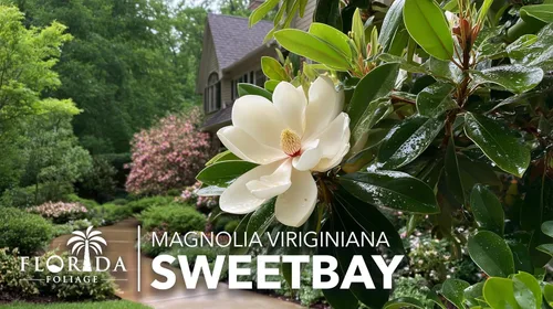 Vista 2 de Sweetbay Magnolia Virginiana 3 plantas vivas Flores blancas fragantes, árbol de paisaje versátil, tolerante a la sombra, plantación