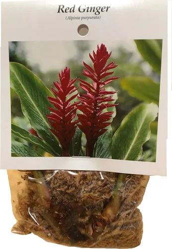 Vista 3 de Raíz de planta de jengibre rojo hawaiano ~ Grow Hawaii