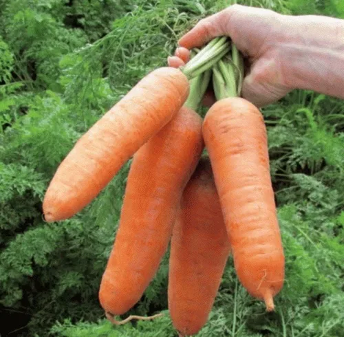 Vista 2 de Semillas Zanahoria Red Giant - Vegetales de reliquia - Sin OGM