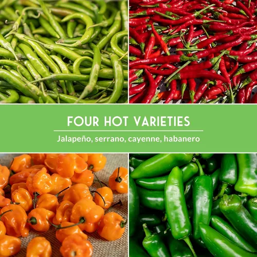 Vista 5 de Paquete variado de semillas de pimiento picante para plantar 4 variedades: jalapeño, serrano, cayena y habanero – chiles tradicionales picantes