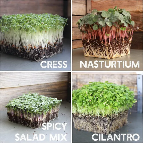 Vista 7 de Kit de semillas de microverdes de 12 variedades - Semilla de brócoli para germinado más rábano morado, remolacha, microverdes de girasol, guisantes