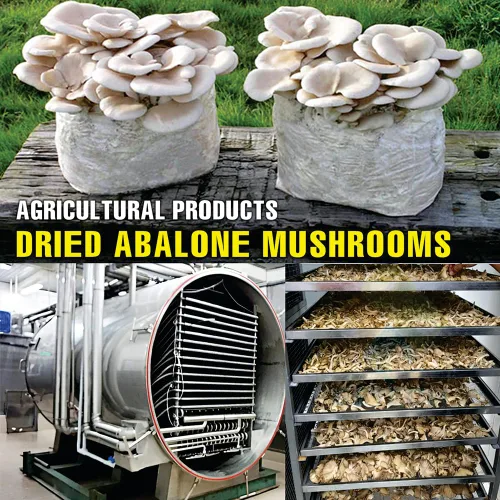 Vista 4 de SETAS ABALONE SECAS 5.29 Oz (5.29 oz) VIETFARMFOOD: Productos agrícolas secos con sabor natural puro. Utilizados como ingredientes de cocina