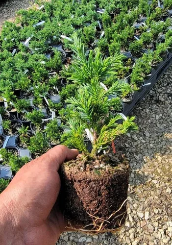 Vista 2 de Black Dragon Cryptomeria Tree (cedro japonés) - Planta de inicio (7L) (1 planta viva)