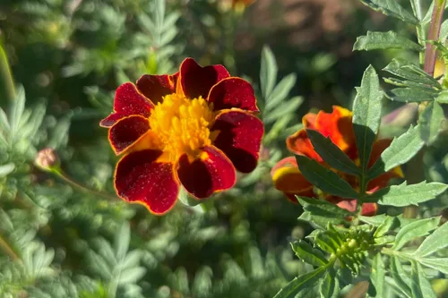 Vista 4 de Plant Good Seed Semillas orgánicas de caléndula roja – Paquete de 50 semillas tradicionales para plantar flores – Suministros de jardinería, flores
