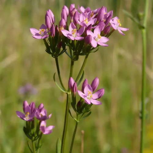 Vista 2 de Centaury (Centaurium erythraea) - Cultiva ahora o almacena para futuras plantaciones - Cápsula de 100 semillas