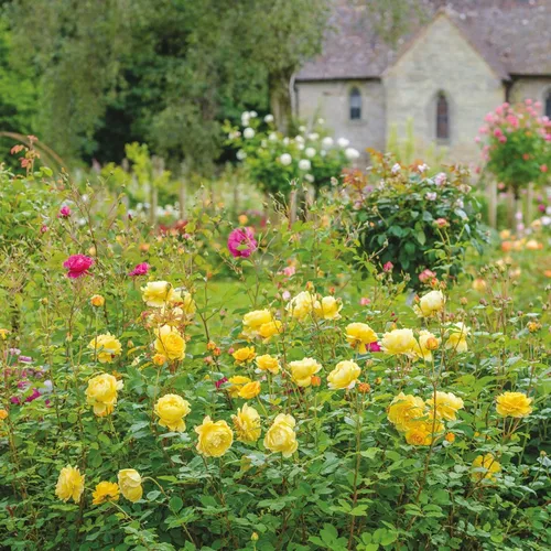 Vista 6 de Rosas arbustivas inglesas de reliquia, planta de raíz propia viva para jardín al aire libre, esposa del poeta, excepcionalmente fragantes, zonas