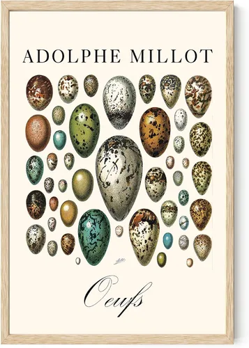 Vista 3 de Lone Star Art Adolphe Millot Oeufs Vintage Bird Egg Illustration 11x14 Framed Poster Ready to Hang Scientific Artwork