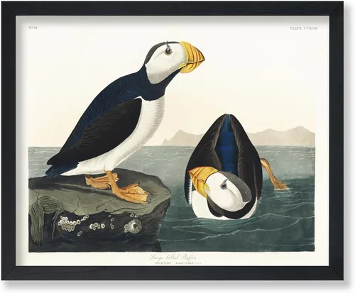 Vista 61 de Poster Master Póster vintage de James Audubon – Impresión retro de amargo americano – Arte de aves de América – Regalo para hombres, mujeres