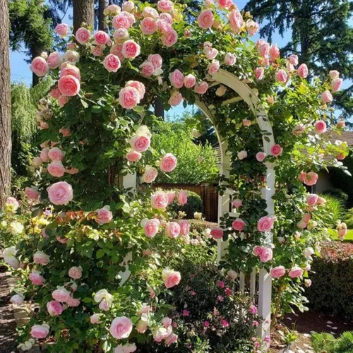 Vista 3 de Semillas de rosas trepadoras para plantar, más de 400 semillas de rosas trepadoras rosas rosadas, vid de arbusto rosa, flores de reliquia sin OMG