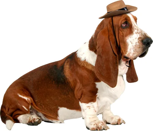 Vista 3 de Disfraz de sombrero vaquero Rubies para mascotas, M / L, Marrón