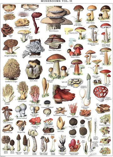 Vista 4 de Póster de hongos vintage impresos, tabla de referencia de identificación botánica de micología y hongos, volumen 1 y 2 (laminado, 18 x 24 pulgadas)