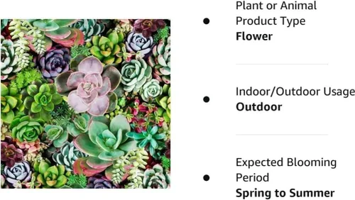 Vista 7 de Suculentas Mezcla De Planta Rara Exótica Cactus Flor Suculentas 200 Semillas